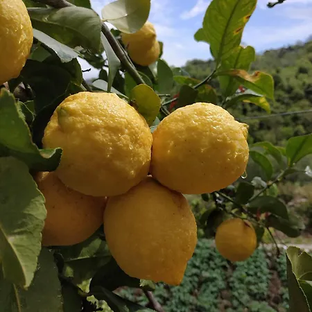 Santa Saranda